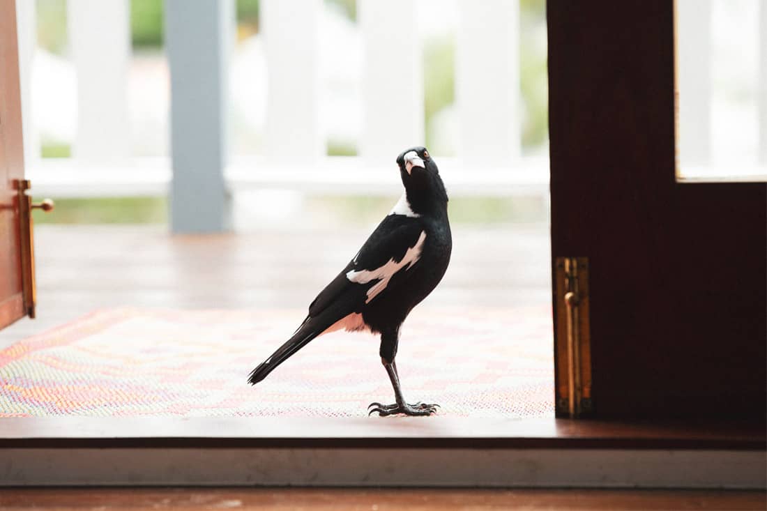 Magpie in doorway - Swoop into your first home