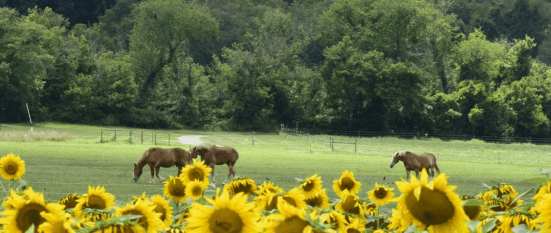 Horses and Sunflowers